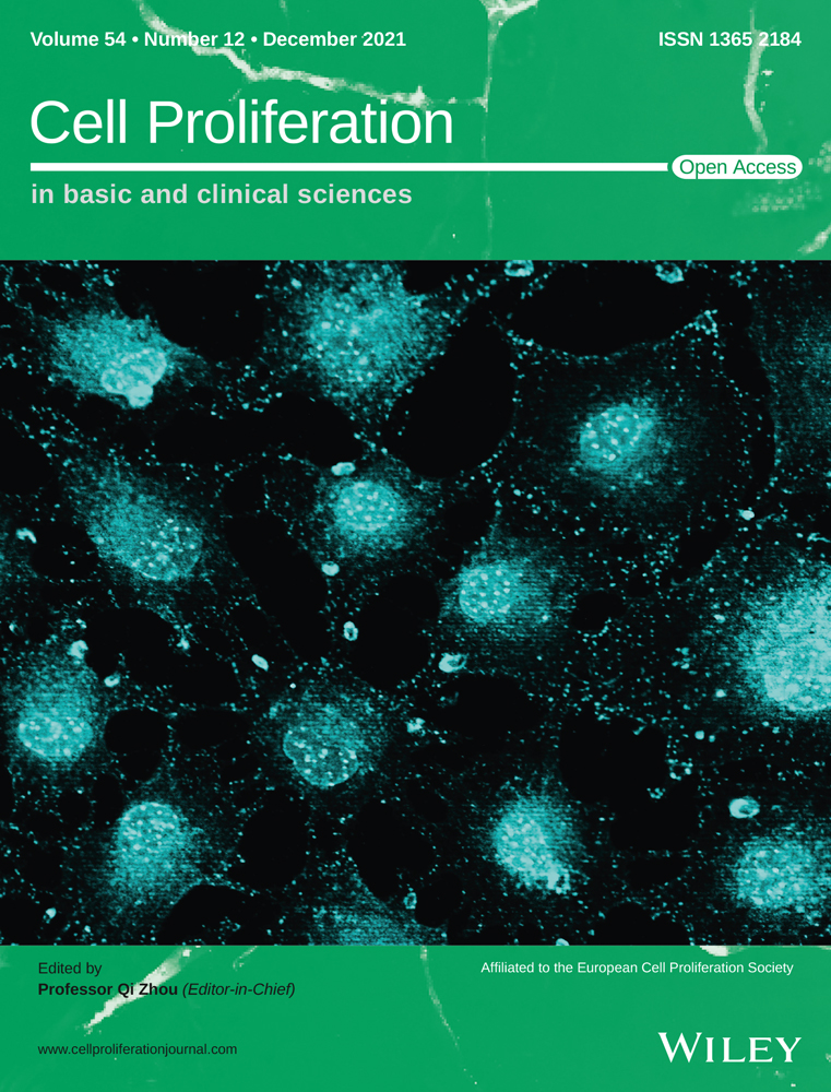 Human mesenchymal stem cells