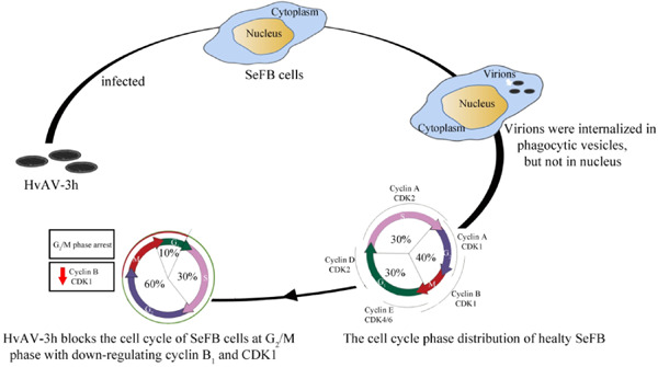 Heliothis virescens ascovirus 3h blocks the cell cycle of Spodoptera exigua fat body cells at G2/M phase by downregulating cyclin B1 and cyclin‐dependent kinase 1