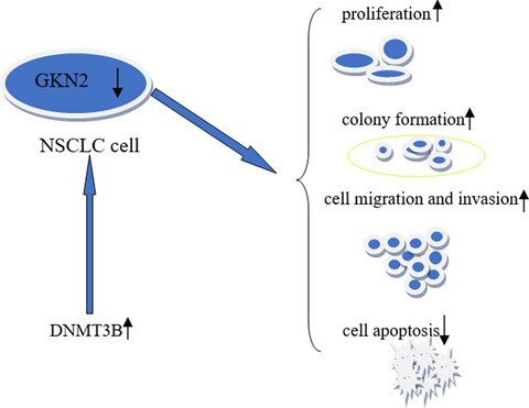 Low‐level gastrokine 2 promoted progress of NSCLC and as a potential biomarker