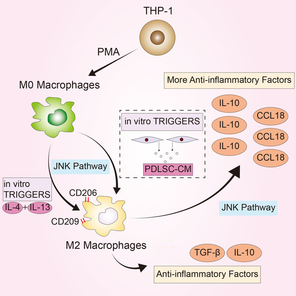 Periodontal ligament stem cells promote polarization of M2 macrophages
