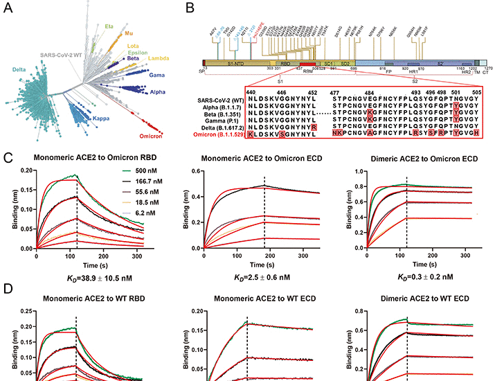 Structures of the Omicron Spike trimer with ACE2 and an anti-Omicron antibody