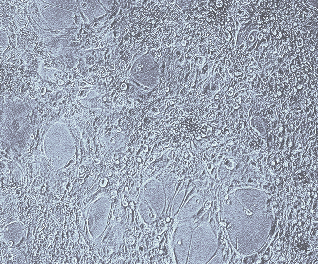 In vitro and in silico approaches to engineering three-dimensional biological tissues and organoids