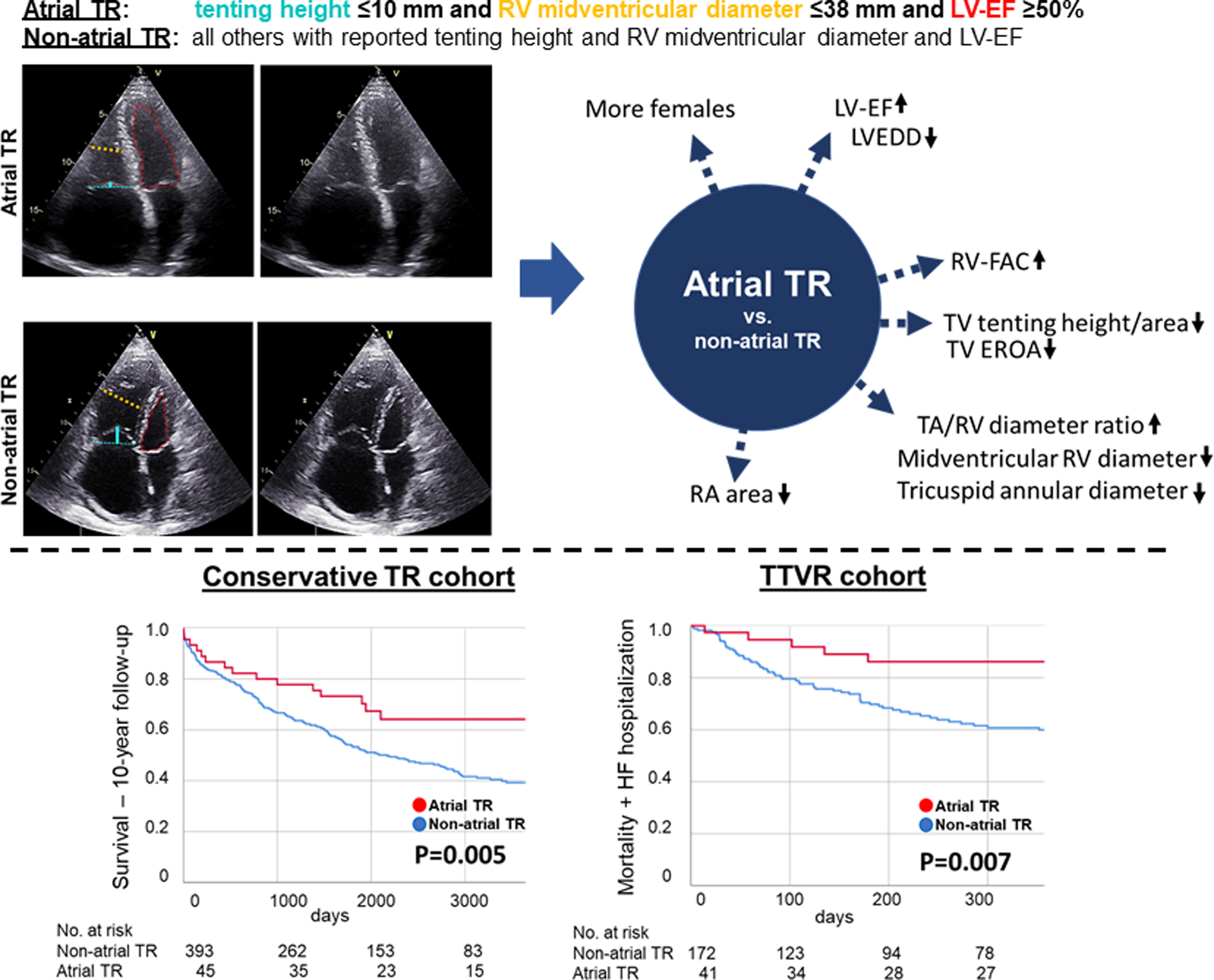 Atrial Functional Tricuspid Regurgitation: Novel Definition and Impact on Prognosis