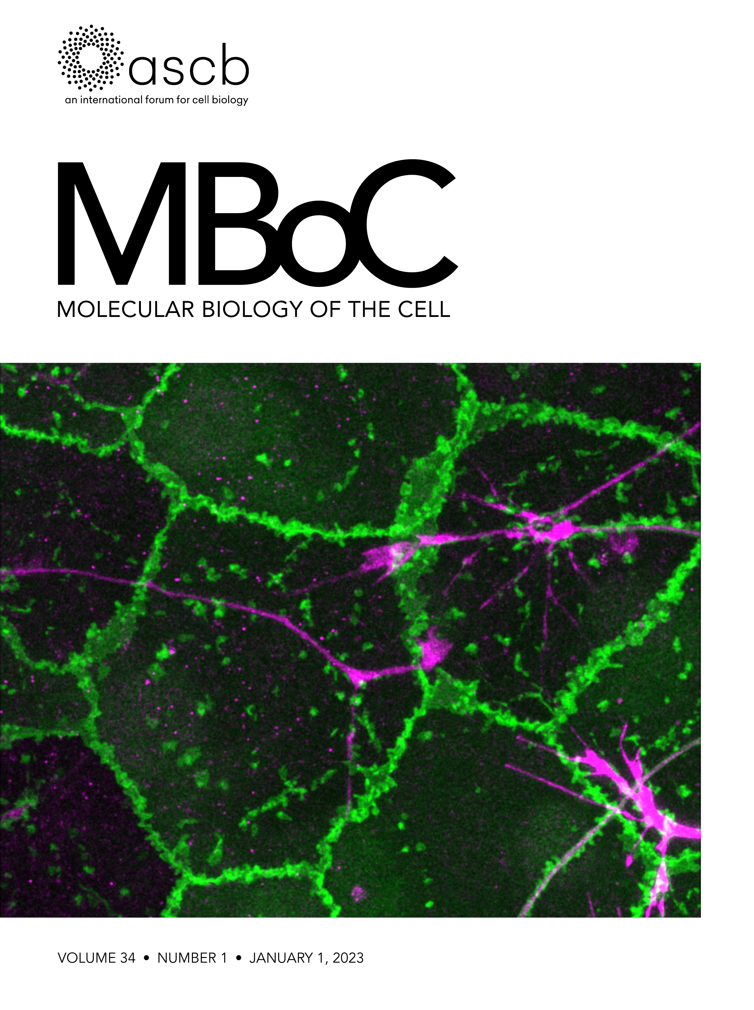 Loss-of-function approach using mouse retinal explants showed pivotal roles of Nmnat2 in early and middle stages of retinal development