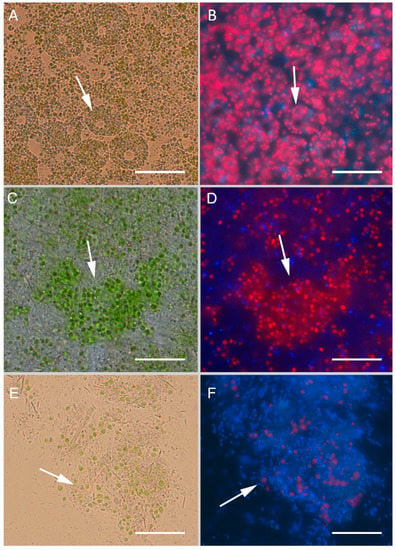 Pathogens, Vol. 12, Pages 8: Janthinobacterium sp. Strain SLB01 as Pathogenic Bacteria for Sponge Lubomirskia baikalensis