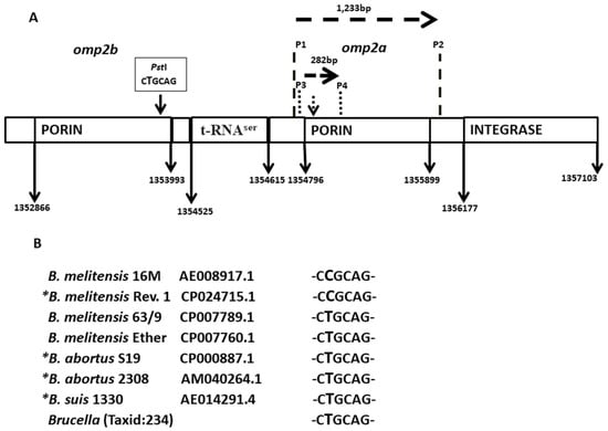 Microbiology Research, Vol. 14, Pages 21-33: Serum PCR Diagnosis of Brucella&nbsp;melitensis Infection in Rev. 1 Vaccinated Sheep