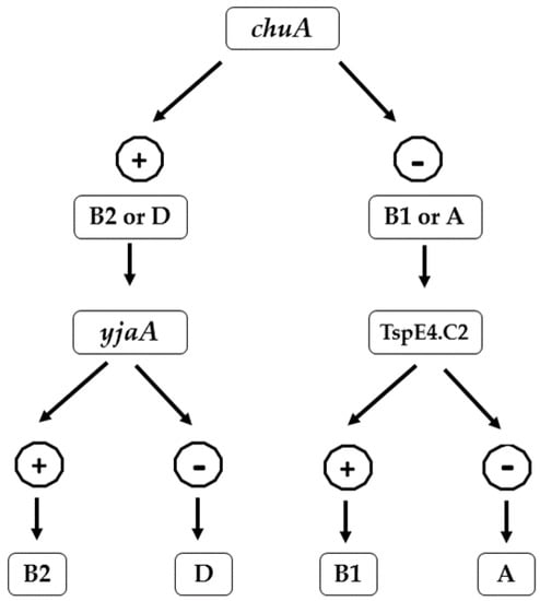 Antibiotics, Vol. 12, Pages 37: High Occurrence of Multidrug-Resistant Escherichia coli Strains in Bovine Fecal Samples from Healthy Cows Serves as Rich Reservoir for AMR Transmission