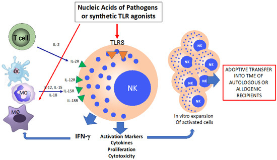 Biomedicines, Vol. 11, Pages 64: The Latest Approach of Immunotherapy with Endosomal TLR Agonists Improving NK Cell Function: An Overview