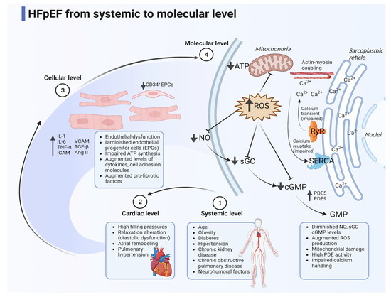 Biomedicines, Vol. 11, Pages 70: New Opportunities in Heart Failure with Preserved Ejection Fraction: From Bench to Bedside&hellip; and Back