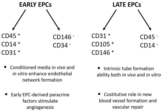 Cells, Vol. 12, Pages 112: The Long Telling Story of &ldquo;Endothelial Progenitor Cells&rdquo;: Where Are We at Now?