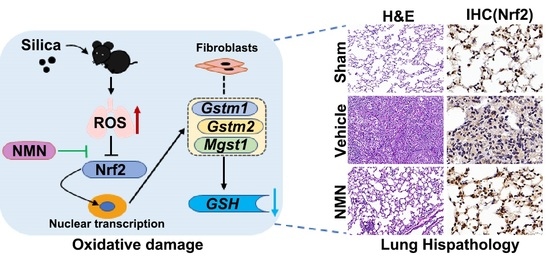 Nutrients, Vol. 15, Pages 143: Nicotinamide Mononucleotide Ameliorates Silica-Induced Lung Injury through the Nrf2-Regulated Glutathione Metabolism Pathway in Mice
