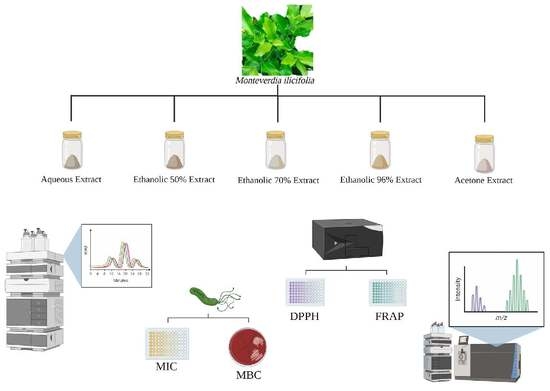 Antibiotics, Vol. 12, Pages 46: An In Vitro and In Silico Investigation about Monteverdia ilicifolia Activity against Helicobacter pylori