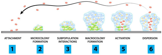 Antibiotics, Vol. 12, Pages 54: Physical Approaches to Prevent and Treat Bacterial Biofilm