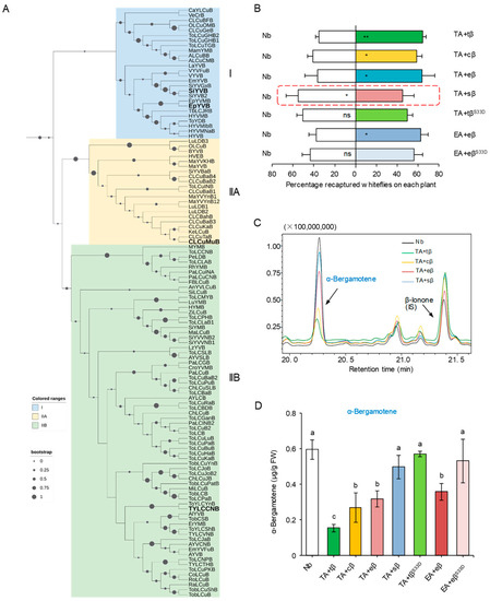 Cells, Vol. 12, Pages 149: Diverse Begomoviruses Evolutionarily Hijack Plant Terpenoid-Based Defense to Promote Whitefly Performance