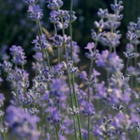 Chemical composition and comparative analysis of lavender essential oil samples from Bulgaria in relation to the pharmacological effects