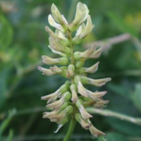 Astragalus glycyphyllos L.: Phytochemical constituents, pharmacology, and biotechnology