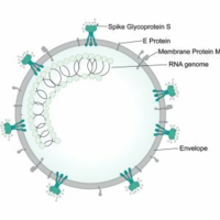 The effect of a small polyphenolic and terpenoids phytochemical constituent on curing and preventing of Covid-19 infections