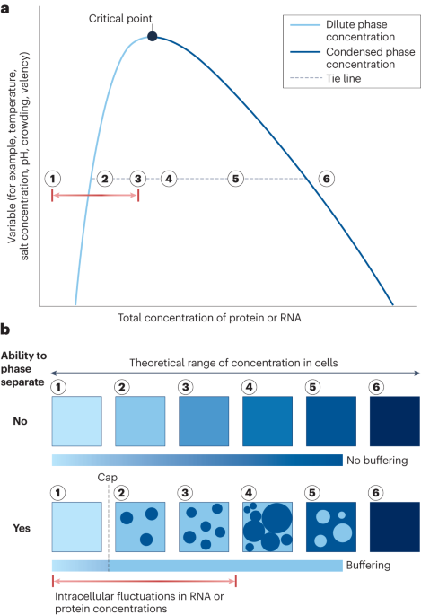 Biomolecular condensates in kidney physiology and disease
