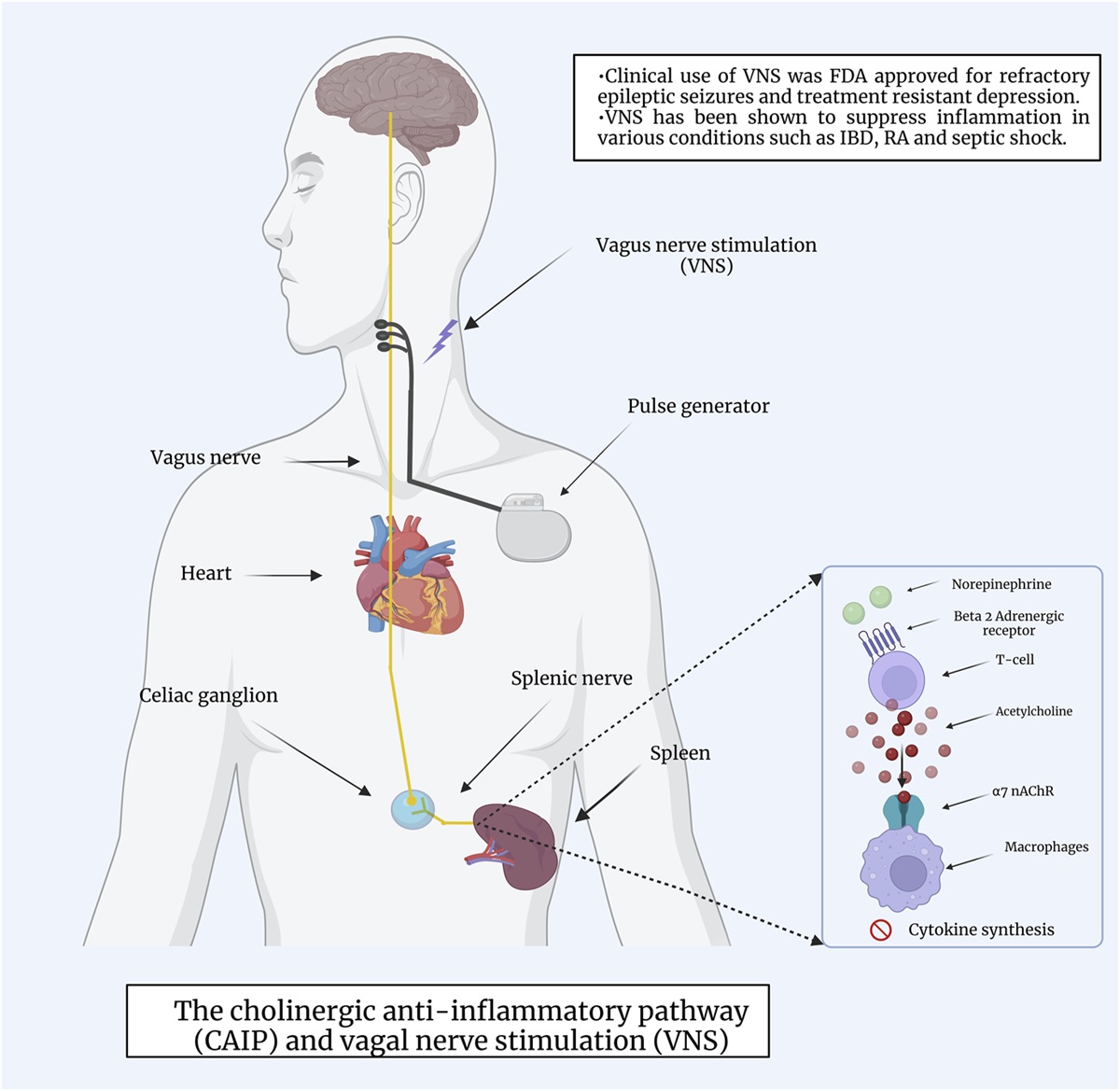 Cooling Down Inflammation in the Cardiovascular System via the Nicotinic Acetylcholine Receptor