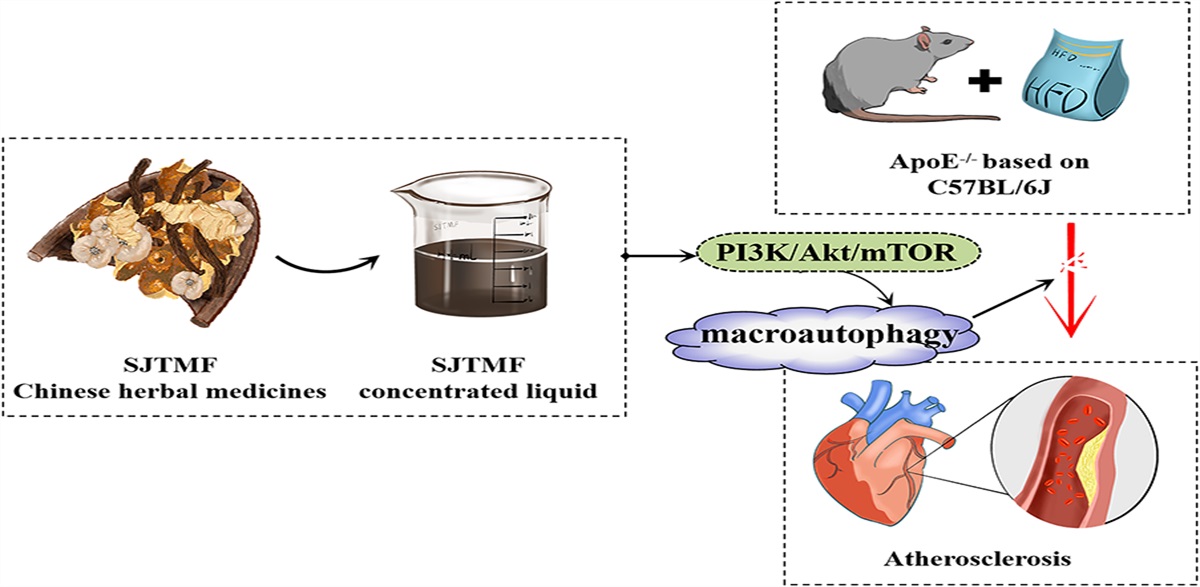 San Jie Tong Mai Fang Protects Against Atherosclerosis Progression by Regulating Macroautophagy through the PI3K/AKT/mTOR Signaling Pathway
