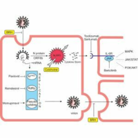 Comparison of treatment of COVID-19 with inhaled bromhexine, higher doses of colchicine and hymecromone with WHO-recommended paxlovid, molnupiravir, remdesivir, anti-IL-6 receptor antibodies and baricitinib