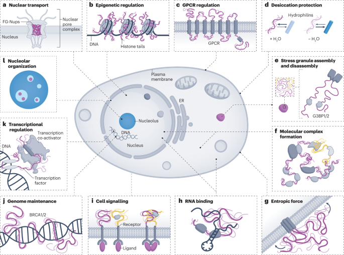 The molecular basis for cellular function of intrinsically disordered protein regions