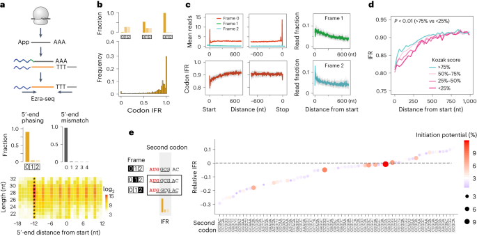 Start codon-associated ribosomal frameshifting mediates nutrient stress adaptation