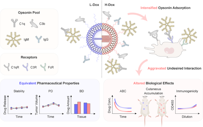 Reexamining the effects of drug loading on the in vivo performance of PEGylated liposomal doxorubicin