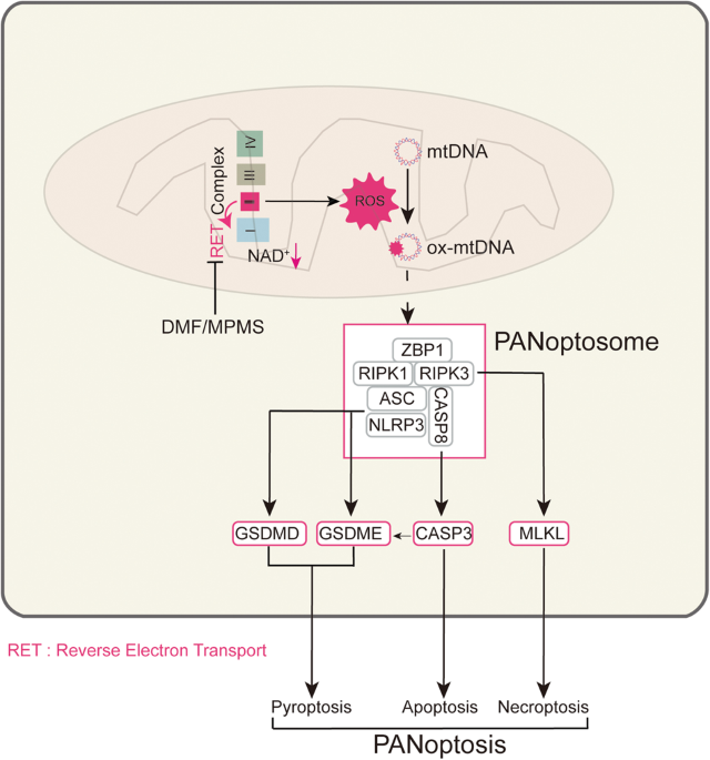 Blocking reverse electron transfer-mediated mitochondrial DNA oxidation rescues cells from PANoptosis