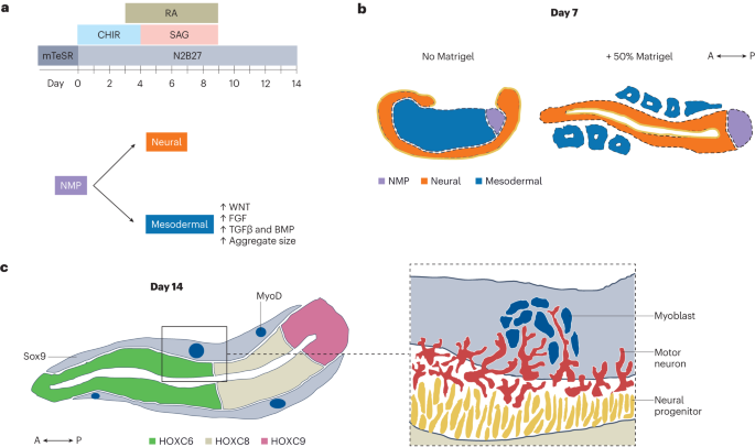 Modeling human trunk development