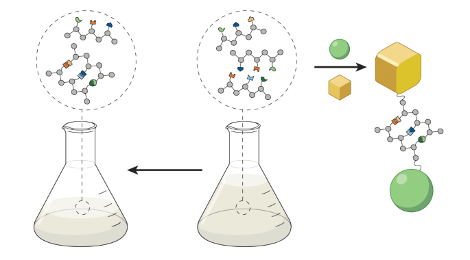 Synthetically encoded complementary oligomers