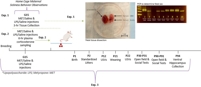 Sex differences in offspring risk and resilience following 11β-hydroxylase antagonism in a rodent model of maternal immune activation