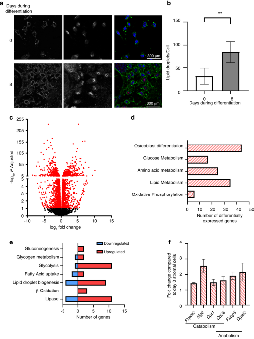 Lipolysis supports bone formation by providing osteoblasts with endogenous fatty acid substrates to maintain bioenergetic status