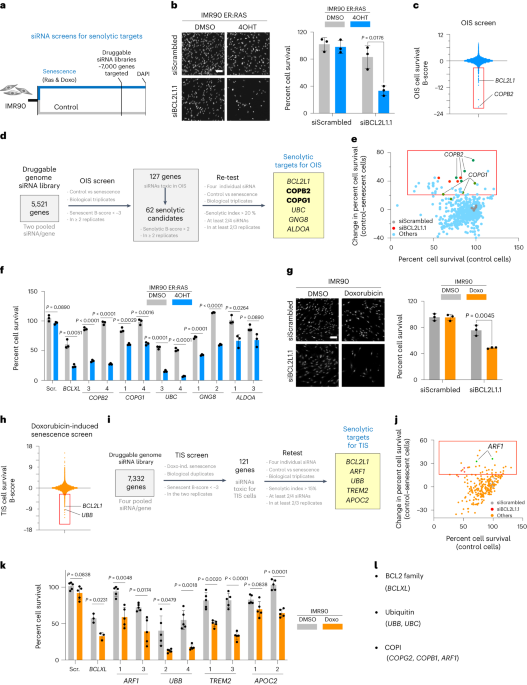 COPI vesicle formation and N-myristoylation are targetable vulnerabilities of senescent cells