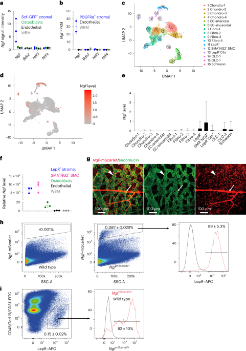 Leptin receptor+ cells promote bone marrow innervation and regeneration by synthesizing nerve growth factor